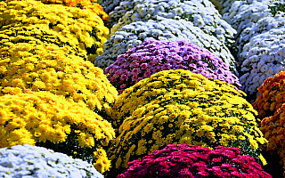 Kolorowe chryzantemy zdobią Kętrzyn i Bartoszyce